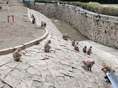 -哈尔滨北方森林动物园