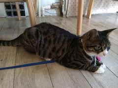 iphone_upload_pic-海边的猫和咖啡馆