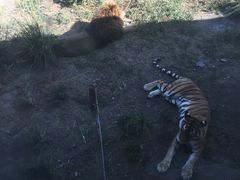 -新疆天山野生动物园