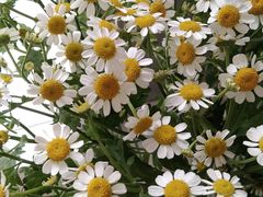 -Gigi Florist·Dk Coffee