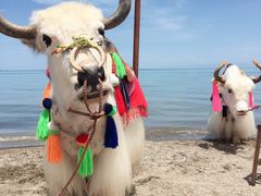 -青海湖国家重点风景名胜区