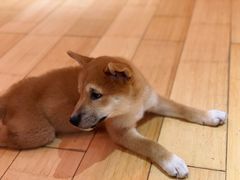 -喜柴咖啡·柴犬狗咖