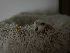 -山宅一喵德文卷毛猫舍