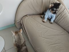 -怪兽屋·羊驼·猫咖·狗咖(俊华广场店)