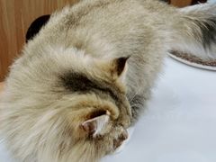 -COLOR PETS 撸猫馆·购猫·猫咖(长风大悦城店)