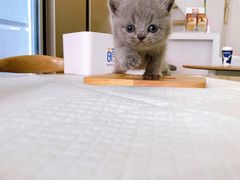 -萌兽医馆·眼科·异宠专科(三里屯店)