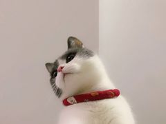 -艾吉宠物医院·疑难杂症转诊中心·猫友好(碧江路院)