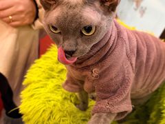 -和它·交个朋友·狗咖猫咖(爱琴海店)