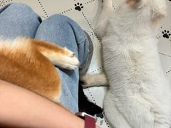 -毛绒耶耶撸宠馆·猫咖·狗咖·荷兰猪咖