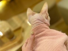 -猫腻·猫咖·撸猫馆(星光大道店)