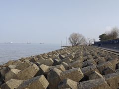 -上海滨江森林公园