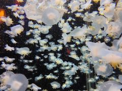 -太平洋海底世界