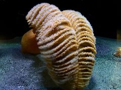 -西雅图水族馆