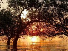 -宝安西湾红树林湿地公园