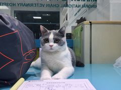 -瑞派宠物医院(搏威敦和院)