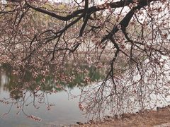 -桃花堤公园