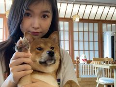 -豆柴町-柴犬主题狗咖(红鼎国际C座店)