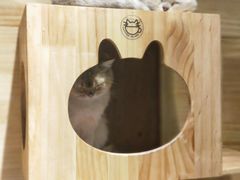 -喵屿·大理花园猫咖