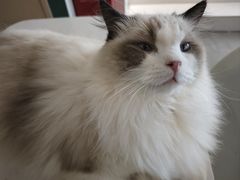-飞行喵MR PILOT|猫舍·猫咖(静安大融城店)