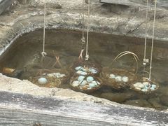 -天芳悦潭度假村温泉