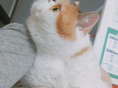 -伟伟宠物医院·CT影像中心·瑞派犬猫综合性门诊(汉口总院)