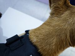 -A猫a狗全科·犬猫异宠·芥西宠物医院(南开总院)