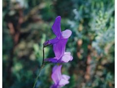 -北京大学燕东园