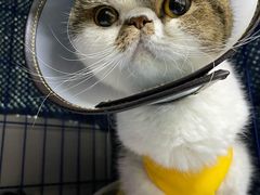 -喜多萌中农锦绣动物医院24H·猫科·牙科MRI·CT