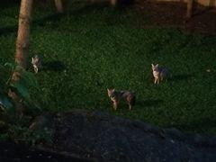 -清迈夜间动物园