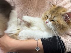 -瑞派康怡24h宠物医院·犬猫医疗中心·微创绝育(瑞景分院)