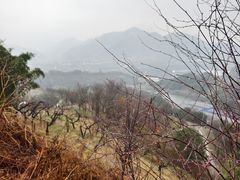 -新建村梅花