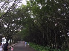 -大湾区中央湿地公园