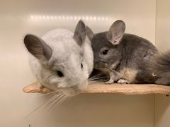 -龙猫仔乐园(惠福东路店)