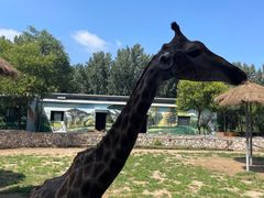 -北京野生动物园