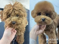 -南京宠物基地·宠物狗宠物猫售卖(南京店)