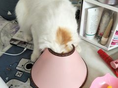 -宠福鑫动物医院·动物疾病诊疗中心(天通苑店)