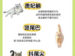 -翊宠yipet猫狗购宠庄园犬舍•猫舍