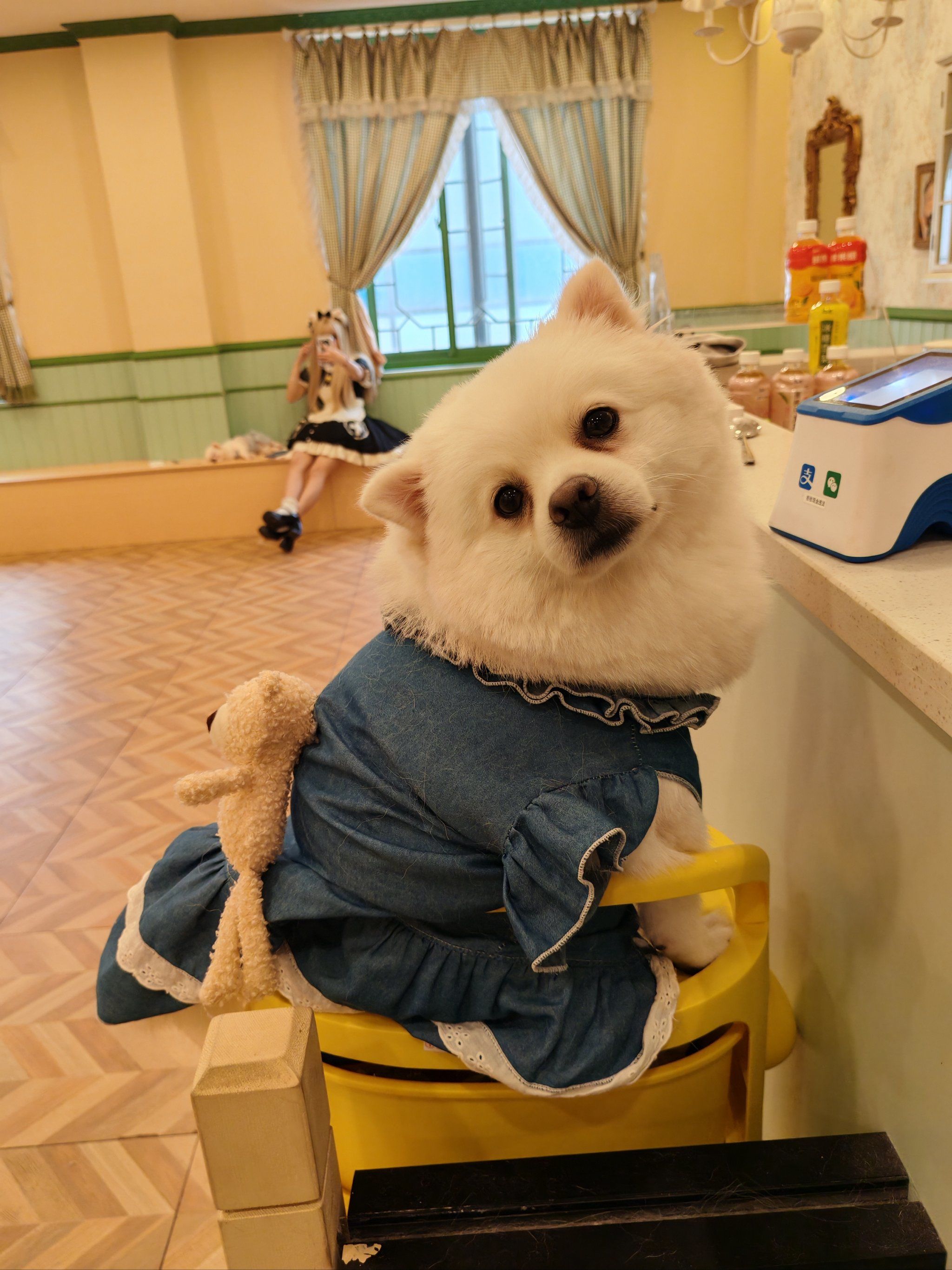 狗狗萌态百看不厌,哇塞,怎么能有这么可爱的