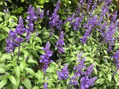 -人民公园(罗湖区)