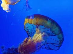 -太平洋海底世界