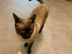 -飞行喵MR PILOT|猫舍·猫咖(静安大融城店)