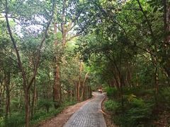 -紫金山山顶公园