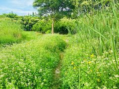 -长田漾湿地公园