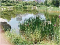 -莲花池公园