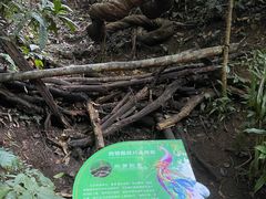 -西双版纳原始森林公园
