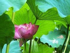 -陈家山荷花公园