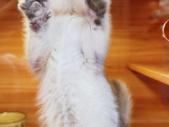 -猫十亿·布偶金渐层·曼基康矮脚猫舍(青年路店)