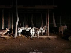 -清迈夜间动物园
