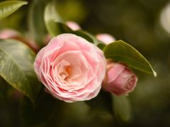-墨尔本皇家植物园
