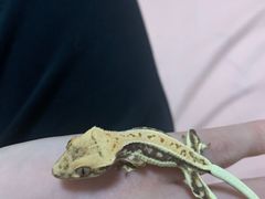 -酷以爬仙阁实体爬宠店·守宫·蜥蜴·专业繁育